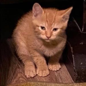 Meet your Posher, Abbie